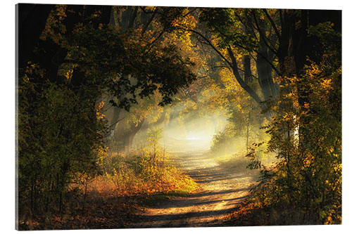 Akryylilasitaulu Forest path flooded with light