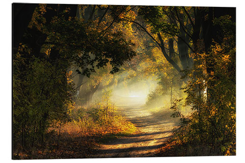 Aluminium print Forest path flooded with light