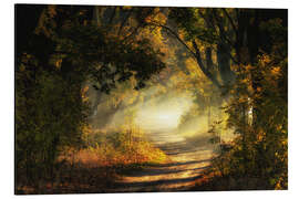 Magnettafel Waldweg lichtdurchflutet