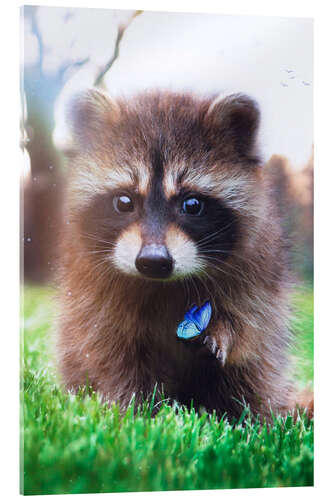Tableau en verre acrylique Cute Raccoon and Blue Butterfly