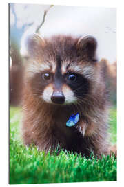 Gallery print Cute Raccoon and Blue Butterfly