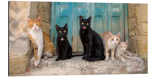 Obraz na aluminium Cat friends in the window