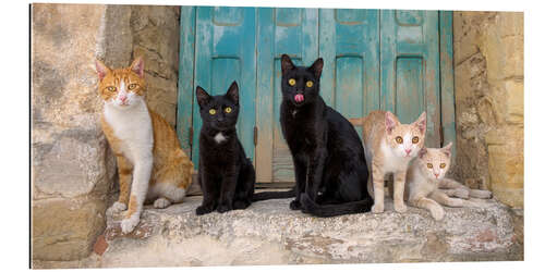 Tableau en plexi-alu Cat friends in the window