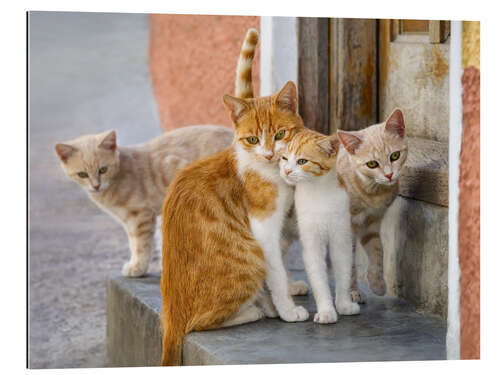 Galleriataulu Cute cat family