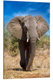 Aluminium print Elephant in the Kruger National Park in South Africa