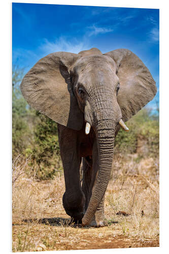 PVC-taulu Elephant in the Kruger National Park in South Africa