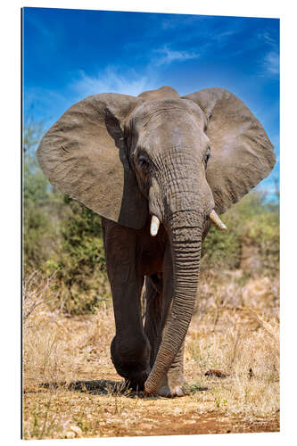 Gallery print Elephant in the Kruger National Park in South Africa