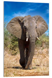 Gallery Print Elefant im Kruger Nationalpark in Südafrika