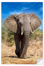 Självhäftande poster Elephant in the Kruger National Park in South Africa