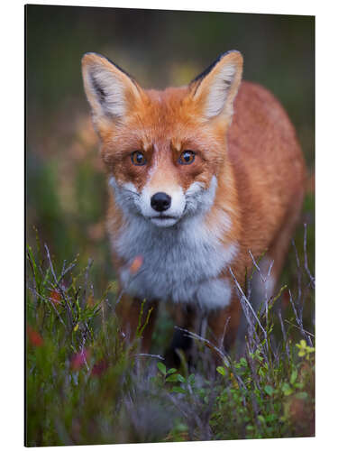 Aluminiumtavla Curious fox