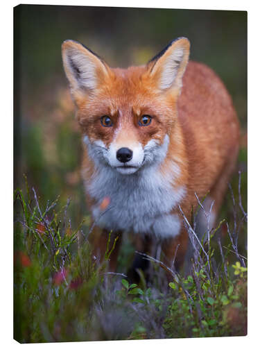 Obraz na płótnie Curious fox