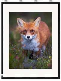 Gerahmter Kunstdruck Neugieriger Fuchs