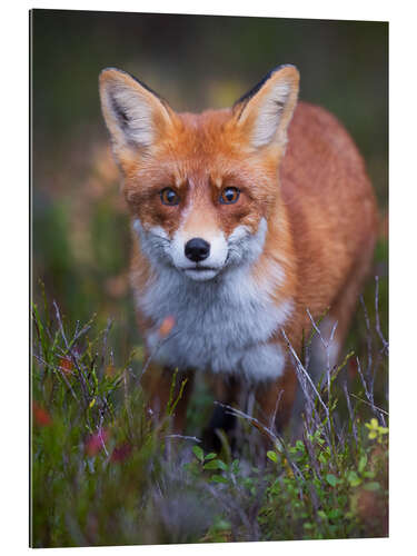 Galleriprint Curious fox