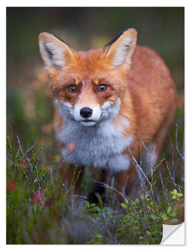 Muursticker Curious fox