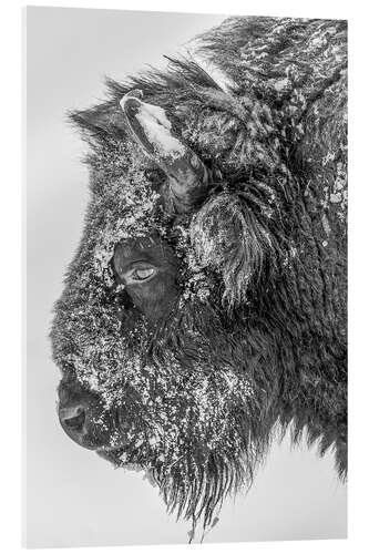 Tableau en verre acrylique Bison in winter in black and white