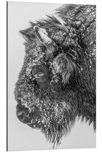 Quadro em alumínio Bison in winter in black and white