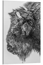 Aluminium print Bison in winter in black and white