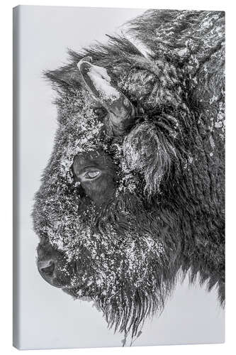 Stampa su tela Bison in winter in black and white