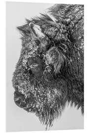 Foam board print Bison in winter in black and white