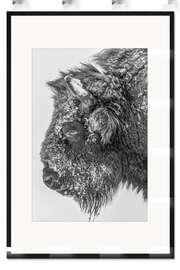 Gerahmter Kunstdruck Wisent im Winter in schwarz-weiß