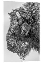 Galleritryck Bison in winter in black and white