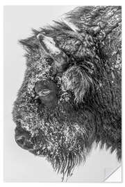 Sticker mural Bison in winter in black and white