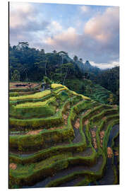 Tableau en aluminium Rice fields in Bali at sunset