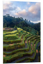 PVC print Rice fields in Bali at sunset