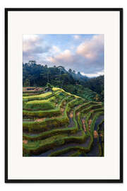 Gerahmter Kunstdruck Reisfelder auf Bali bei Sonnenuntergang