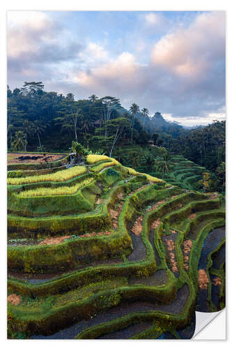 Selvklebende plakat Rice fields in Bali at sunset