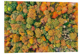 Foam board print Autumn forest from above