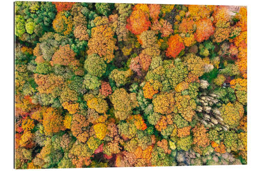 Tableau en plexi-alu Autumn forest from above