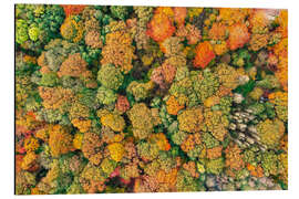 Magnettafel Herbstlicher Wald von oben