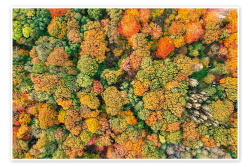 Poster Autumn forest from above