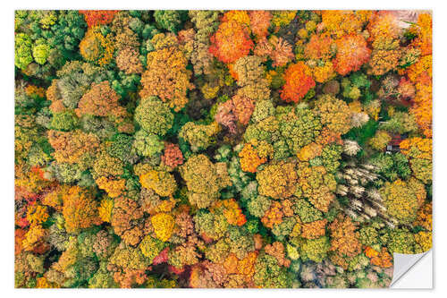 Muursticker Autumn forest from above