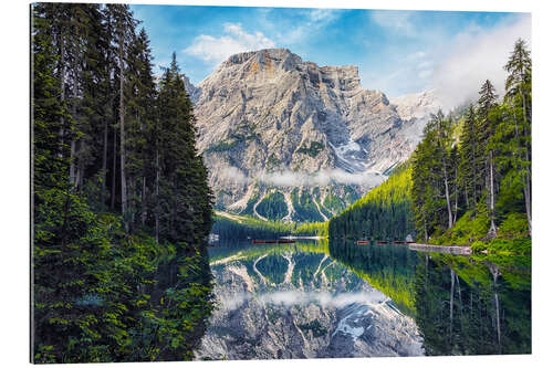 Gallery Print Tannen am schönen Pragser Wildsee