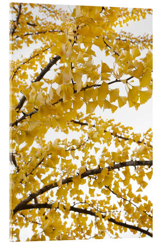 Akryylilasitaulu Yellow gingko sky of leaves in autumn