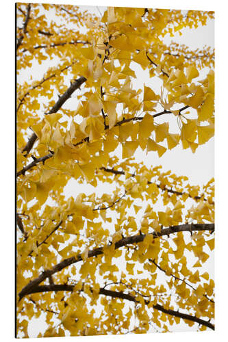 Cuadro de aluminio Yellow gingko sky of leaves in autumn