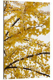 Cuadro de aluminio Yellow gingko sky of leaves in autumn - Studio Nahili