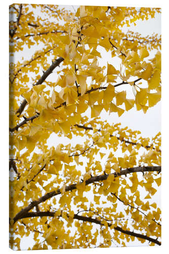 Canvas print Yellow gingko sky of leaves in autumn