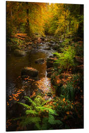 Aluminiumsbilde Autumn glow in the Harz