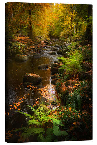 Stampa su tela Autumn glow in the Harz