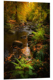 Foam board print Autumn glow in the Harz