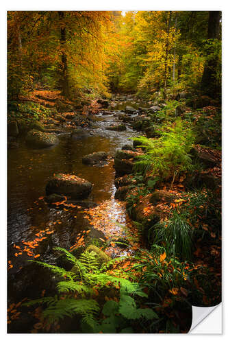 Wall sticker Autumn glow in the Harz