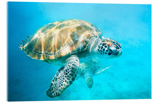 Akryylilasitaulu Sea turtles underwater