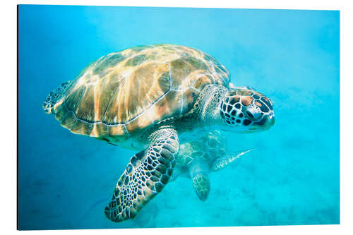 Aluminium print Sea turtles underwater