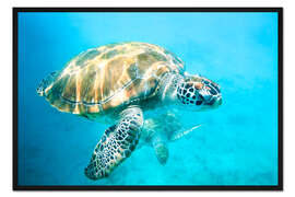 Gerahmter Kunstdruck Meeresschildkröten unter Wasser