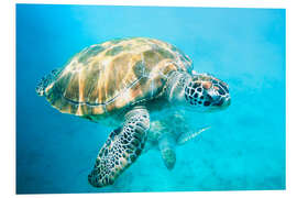 Tableau en PVC Sea turtles underwater