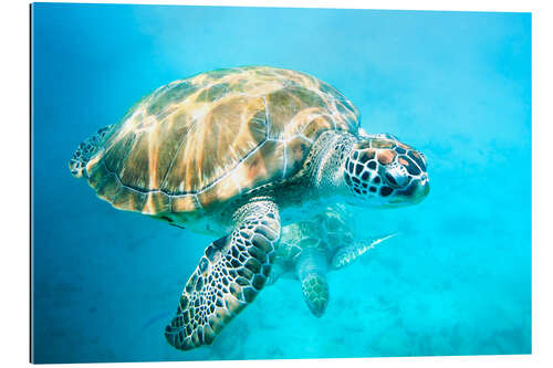 Gallery print Sea turtles underwater