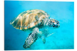 Gallery print Sea turtles underwater